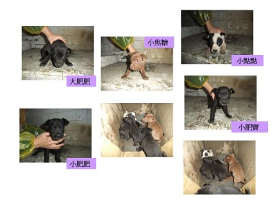 狗狗.jpg