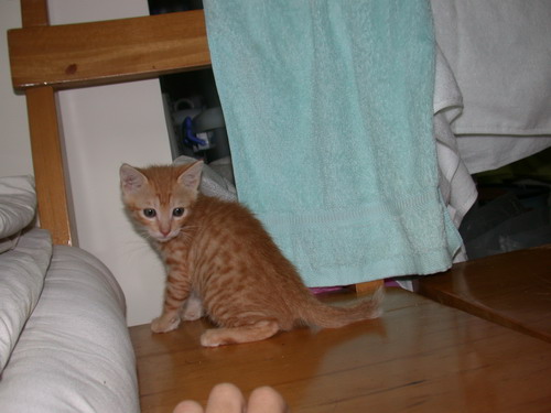 冏1：「什麼猴子！你沒禮貌！！」