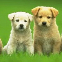 幼犬.jpg