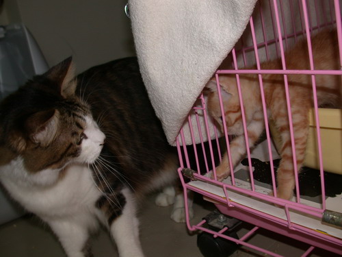 包起來：「我知道了！！他們不是猴子，他們是紅毛猩猩啦！」養豬小工：～暈～