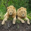 2-lions.jpg