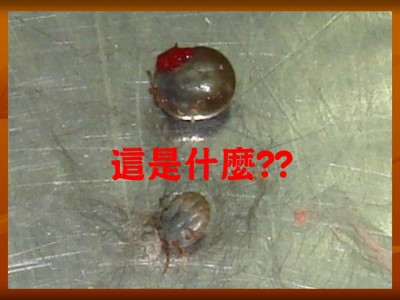 投影片9.JPG