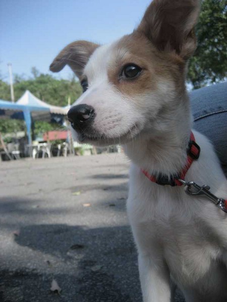 回動物之家待領養~今天有驗犬瘟...沒有中獎!~好險