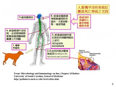 狂犬病防疫-rabies_推廣版-02.JPG