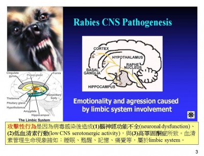 狂犬病防疫-rabies_推廣版-03.JPG