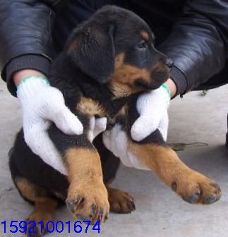 2009_1_8_15_58_16.jpg