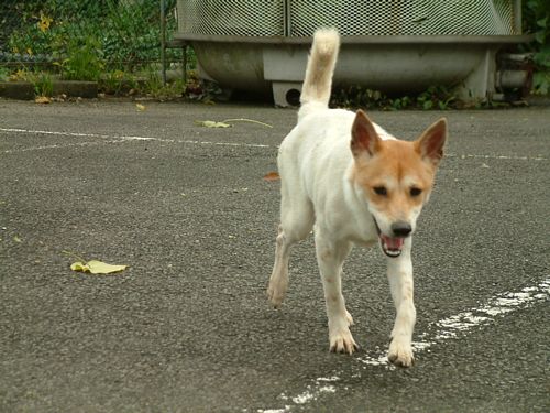敢在公園裡跑步玩耍了