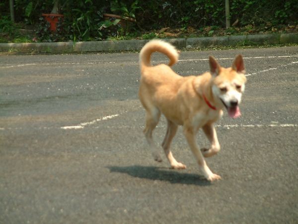奔跑吧！