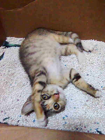 cat03.jpg