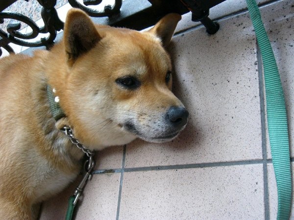 柴犬.jpg