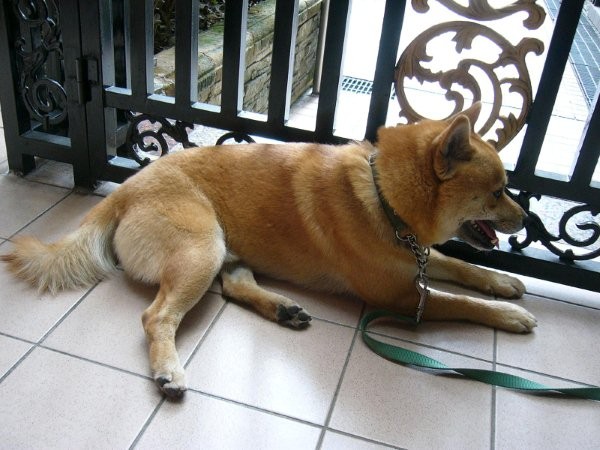 柴犬2.jpg