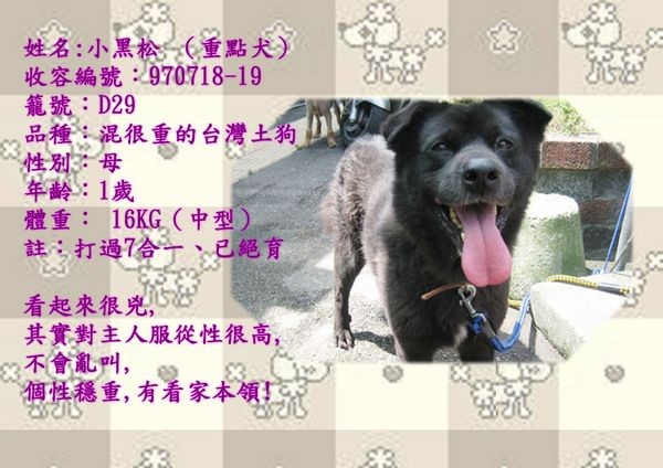 tn_小黑松.jpg