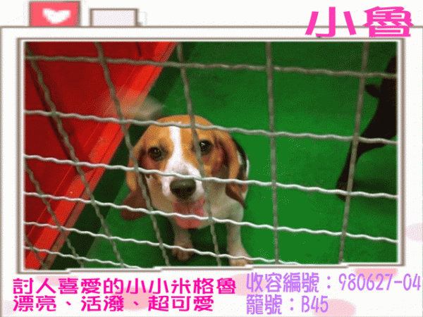 母成犬-小魯(米格魯) [收容編號：980627-04 籠號：B45].gif