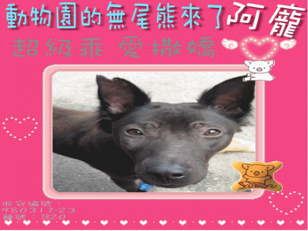 阿龐-.gif