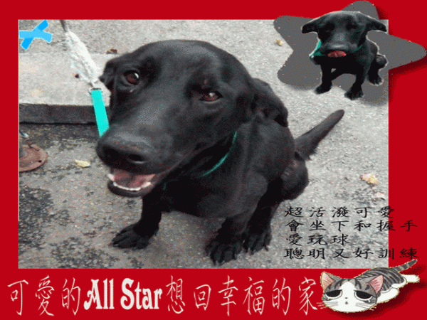 ALL STAR 980504-21 C31-.gif