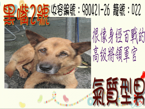 黑嘴2號 [收容編號：980421-26 籠號：D22-.gif
