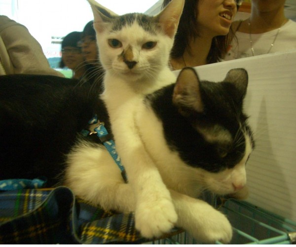 20090822送養會-2 愛坐著大哥哥的身上, 有安全感~ ^^