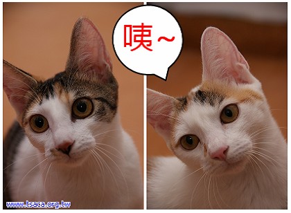 蕾娜.jpg