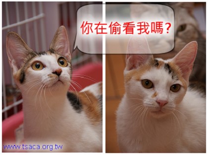 蕾娜2.jpg