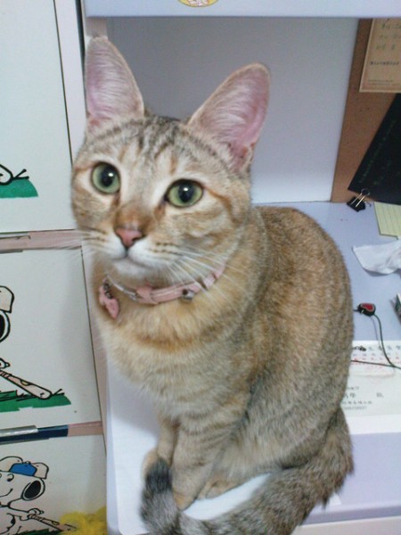 MIKA