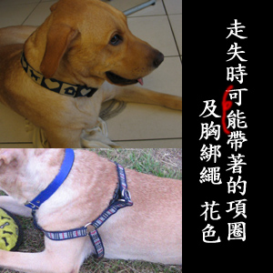 協尋-項圈3.jpg