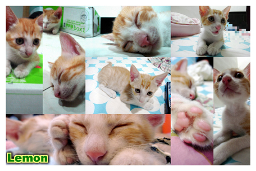 Lemon20091010.jpg