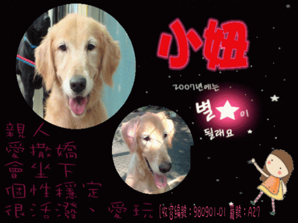 黃金獵犬~母-青年犬-小妞~ [收容編號：980901-01 籠號：A27].gif