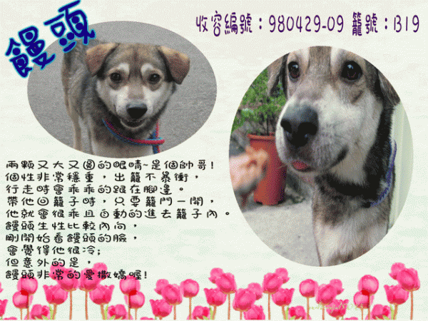 公成犬-饅頭(米克斯)[收容編號：980429-09 籠號：B19].gif