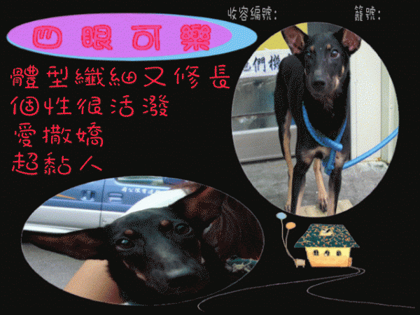 母 青少年犬 可樂 收容編號  980806-06 籠號 B32.jpg.gif