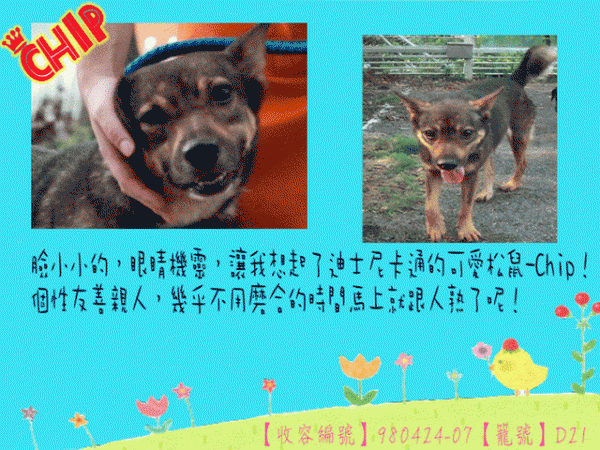 （像迪士尼可愛松鼠）母成犬~Chip [收容編號：980424-07 籠號：D21]-.gif