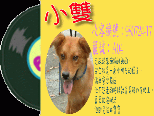 公幼犬-小雙(米克斯) [收容編號：980724-17 籠號：A04] .GIF