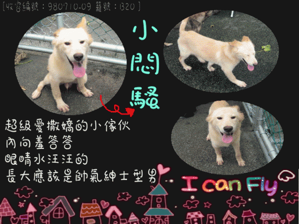 公幼犬-小悶騷 [收容編號：980710-09 籠號：B20 ].gif