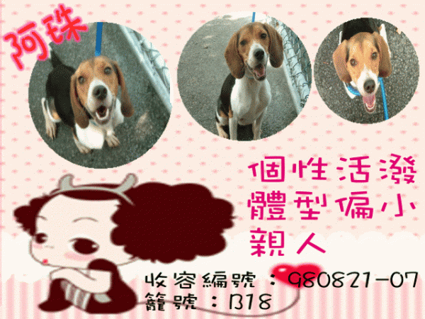 阿珠(米格魯)[收容編號：980821-07 籠號：B18] .GIF