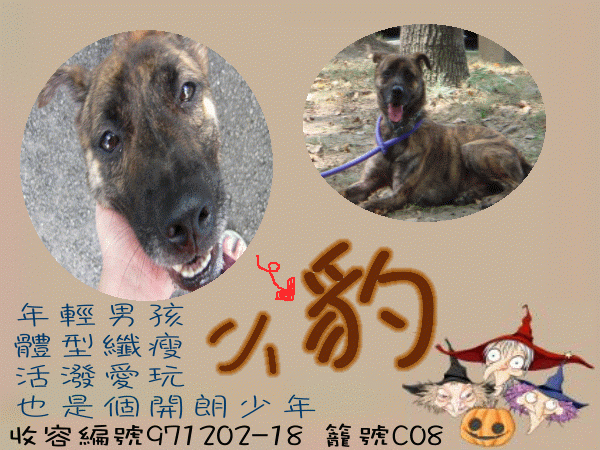 小豹 收容編號971202-18 籠號C08-.GIF