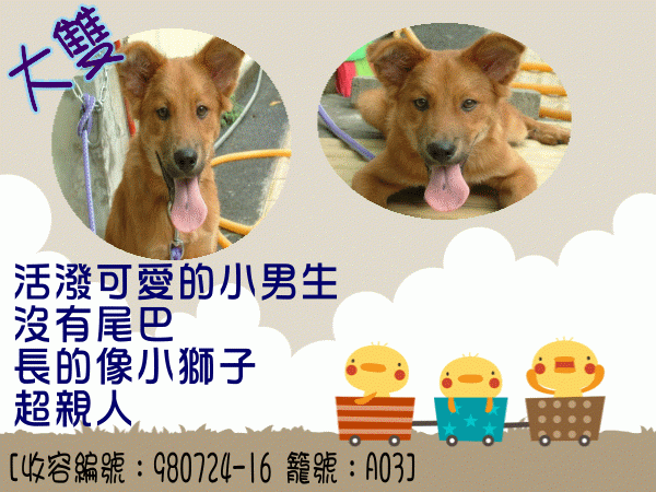 公幼犬-大雙(米克斯) [收容編號：980724-16 籠號：A03]-.gif