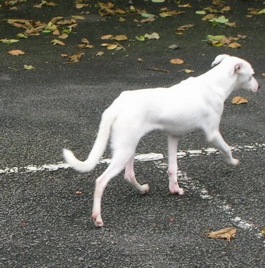 雪花3.jpg