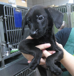 doggy98101225.jpg
