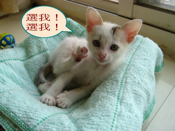 咪咪-1.jpg