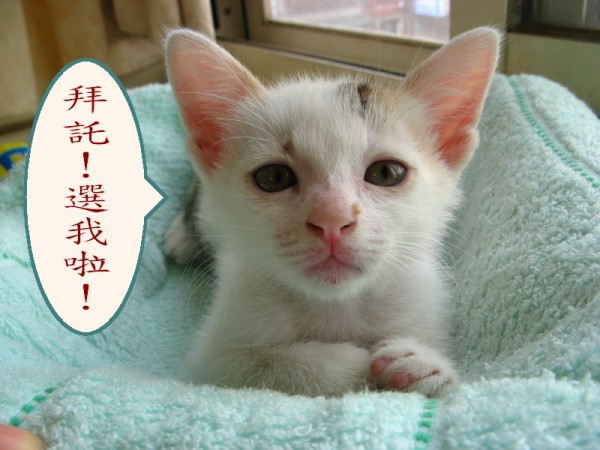 咪咪-7.jpg
