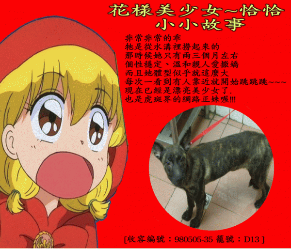 [花樣美少女~]青少年犬-恰恰 [收容編號：980505-35 籠號：D13 ]-同樂會用.gif