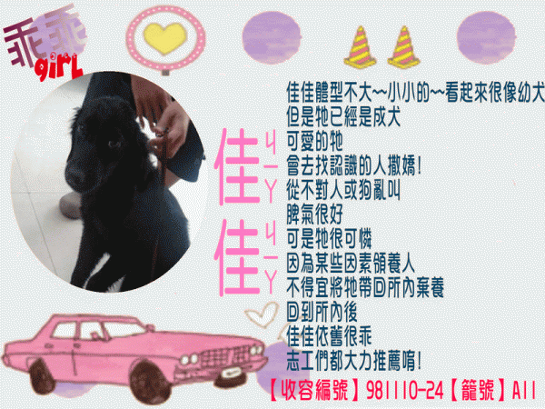 母成犬-佳佳[收容編號981110-24 籠號A11.gif