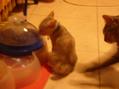 看到貓噴泉,麻糬馬上有了愛喝水的好習慣, 倒是莎莎對於麻糬的麒麟尾相當好奇, 一直想摸摸看! 呵呵!