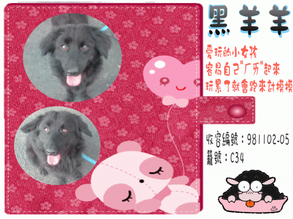[黑珍珠系列]~黑羊羊~母成犬 [收容編號：981102-05 籠號：C34].gif