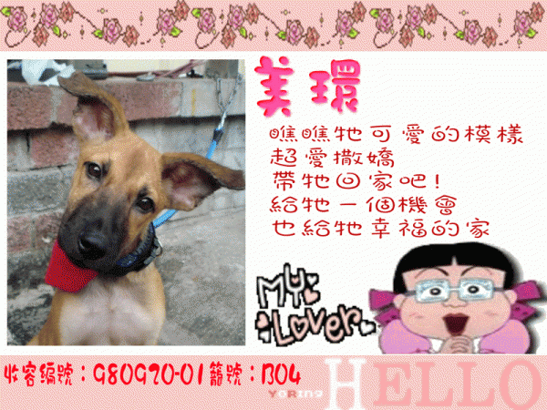 我愛花輪~美環~台種米克斯-~母幼犬~收容編號980920-01籠號B04.gif