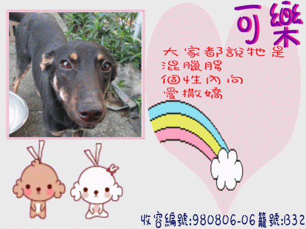 母 青少年犬 可樂 收容編號  980806-06 籠號 B32.jpg.gif
