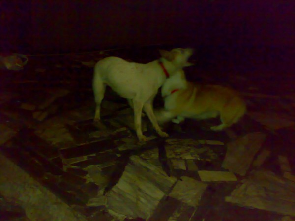20091215005-1.JPG