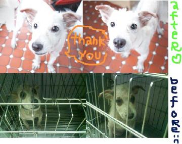 littlewhitedog0829_p.jpg