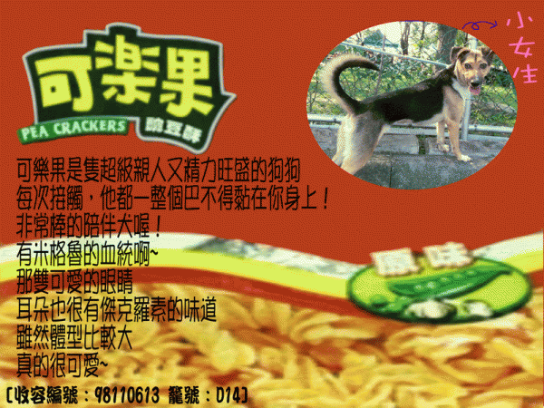 可樂果-母成犬- [收容編號：98110613 籠號：D14]-.gif