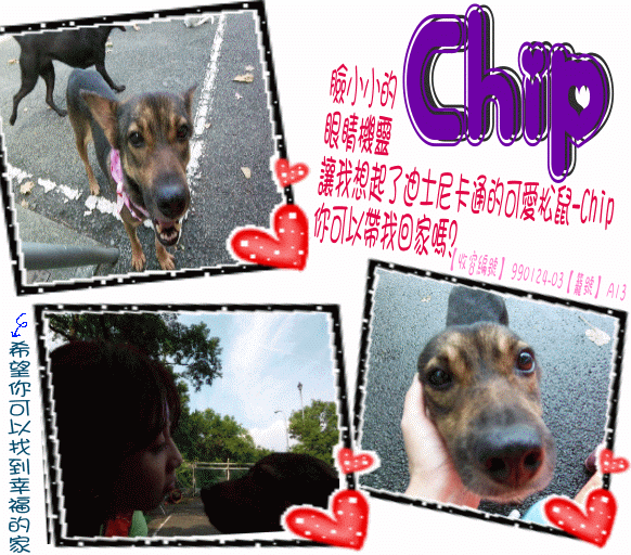 母成犬-Chip 收容編號：980424-07 籠號：D21].gif