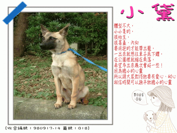 母成犬-小黛[收容編號：980917-14 籠號：B18]-.GIF